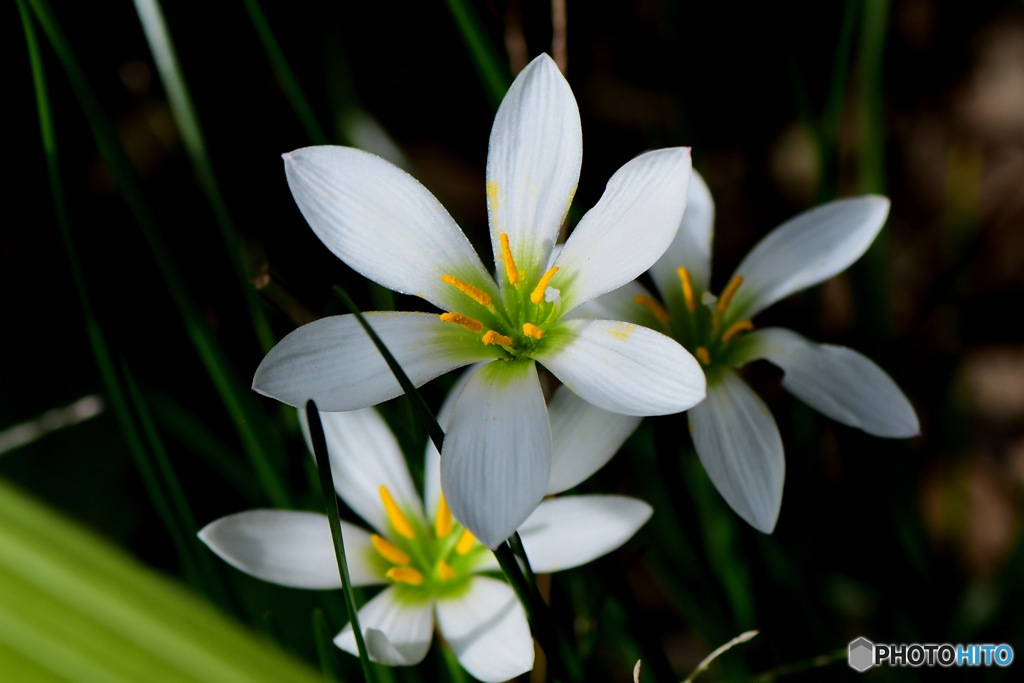 庭にまだ咲いているタマスダレの花