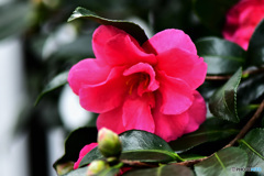 今季初の山茶花  21-635  