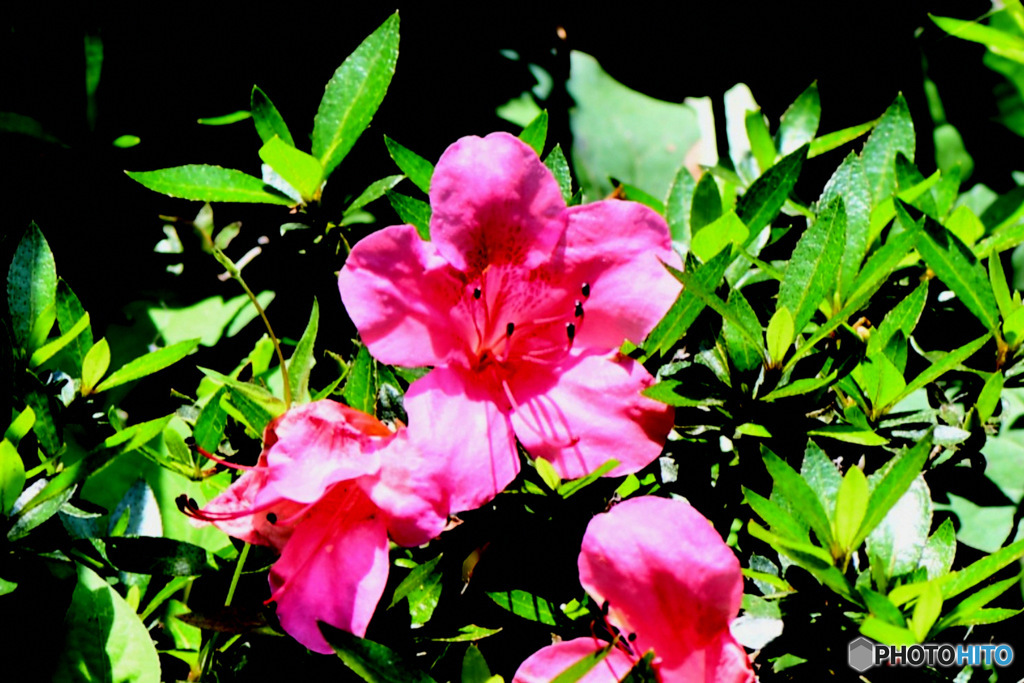 庭に咲いたさつきの花  