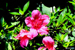 庭に咲いたさつきの花  