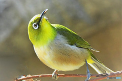 野山の鳥 22-216  メジ君