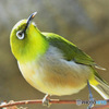 野山の鳥 22-216  メジ君