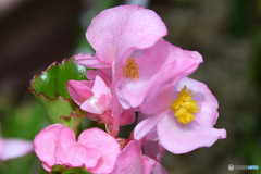  春 庭に咲いた花