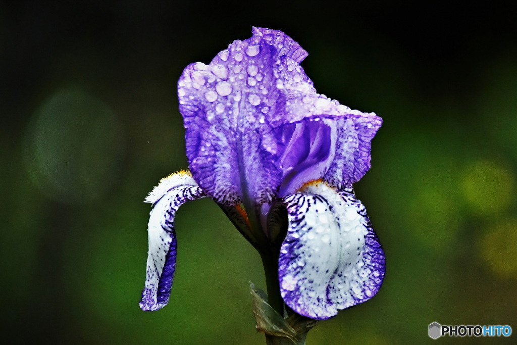 春 庭に咲いた花に雨 