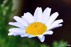 春に咲く花が冬に咲く 