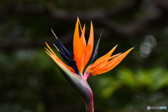 極楽鳥花  