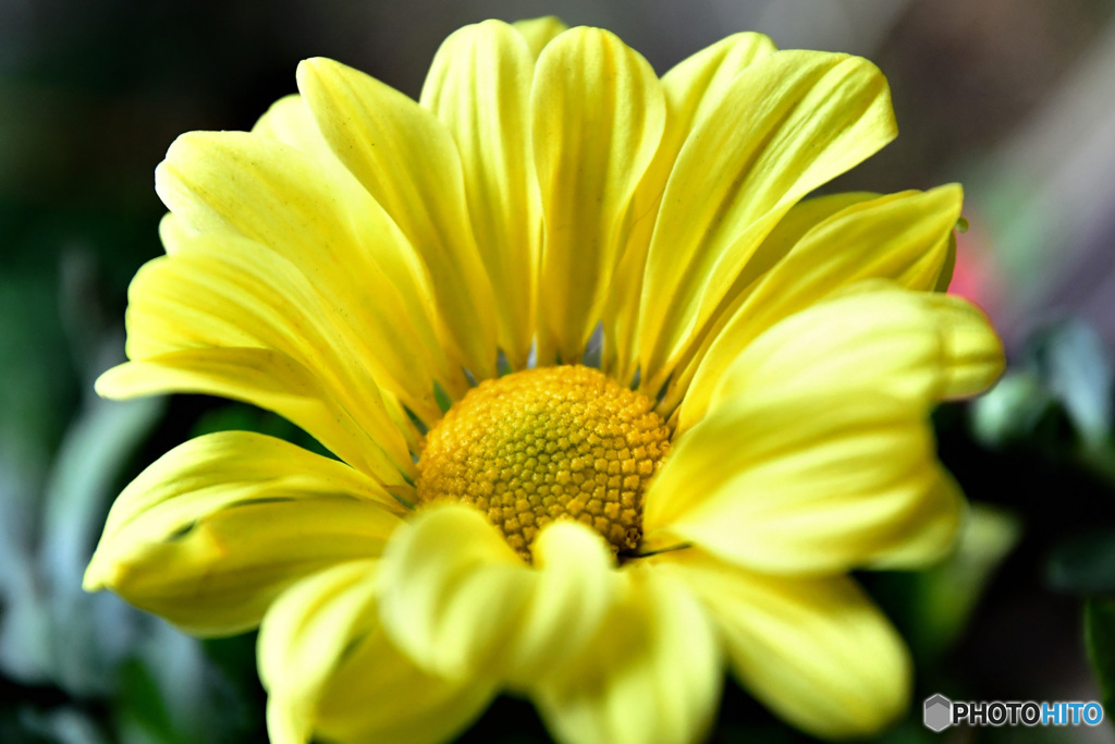 窓辺でフォト  21-561