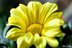 窓辺でフォト  21-561