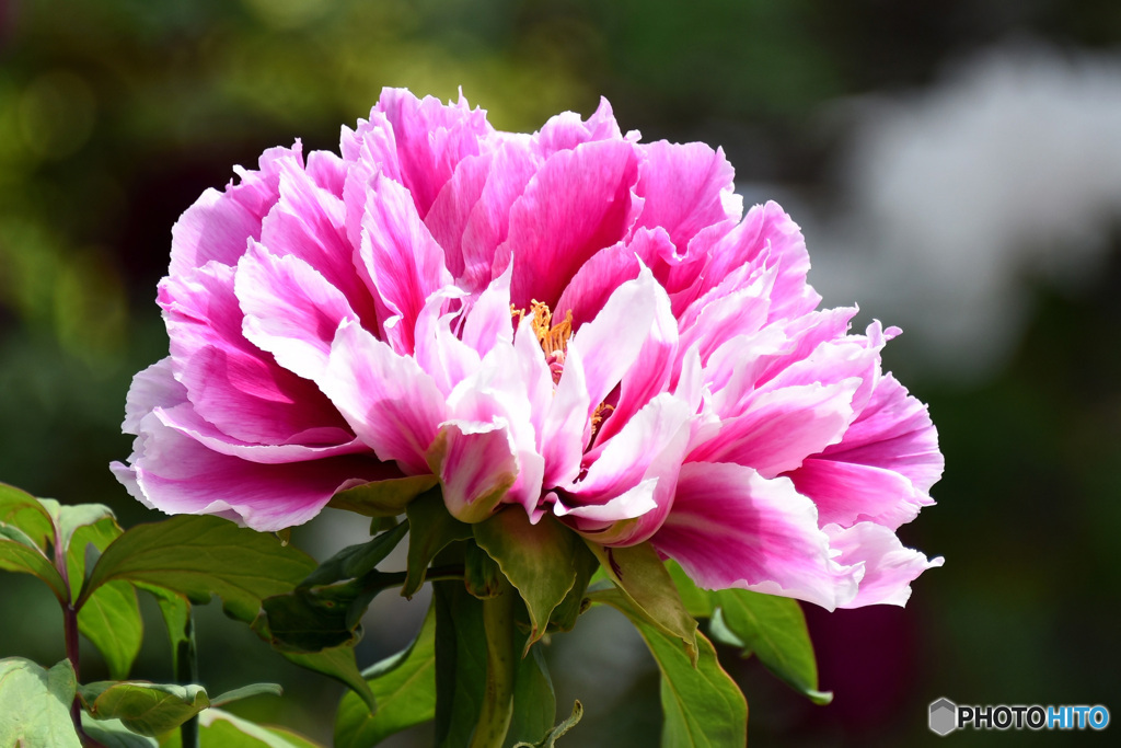 公園に咲いていたボタンの花