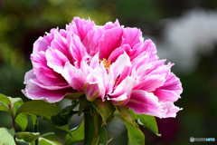 公園に咲いていたボタンの花