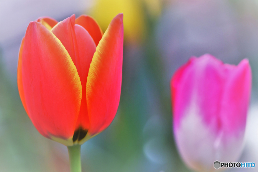 庭に咲いたチューリップの花  22-126  