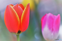 庭に咲いたチューリップの花  22-126  