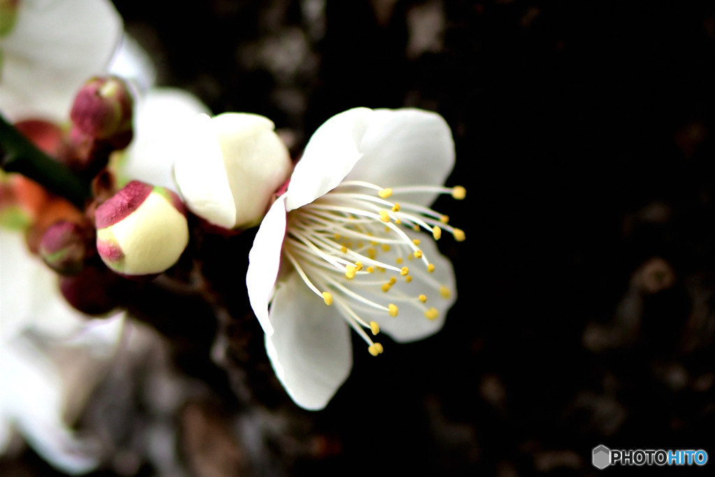 庭に咲いた梅の花