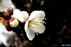 庭に咲いた梅の花