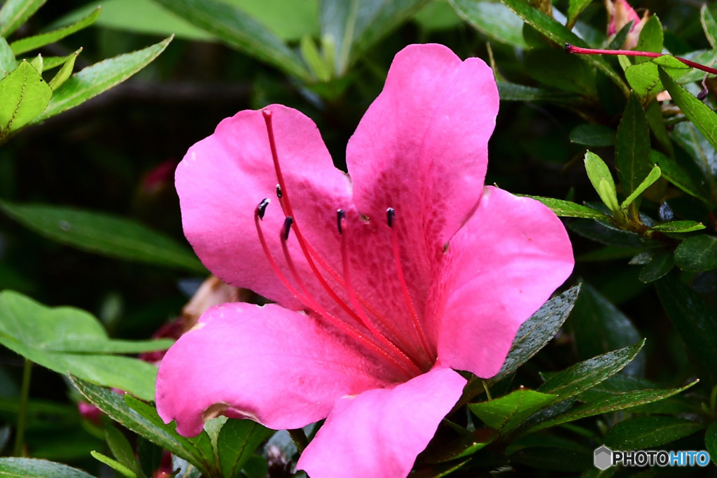 庭に咲いたサツキの花