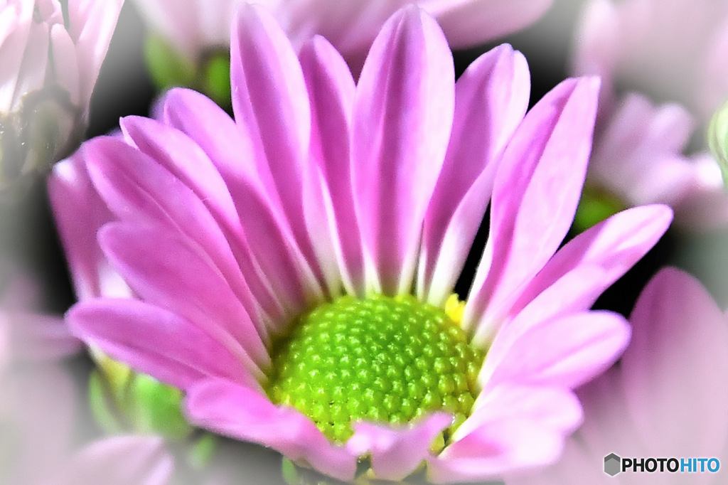  庭に咲いた花 23-300  