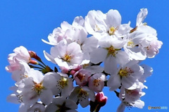 近くの公園に咲いた桜の花
