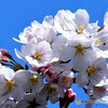近くの公園に咲いた桜の花