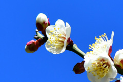 青空と白梅の花 22-048
