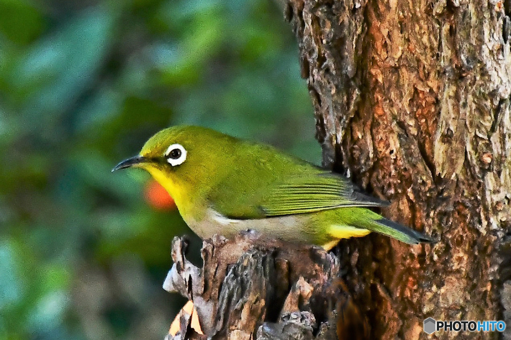 野山の鳥 21-376
