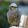 野山の鳥  ヒヨさん 