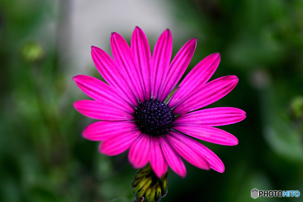 オステオスペルマムの花