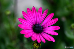 オステオスペルマムの花