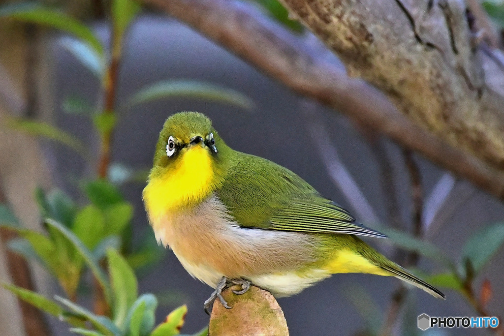 野山の鳥  メジロ