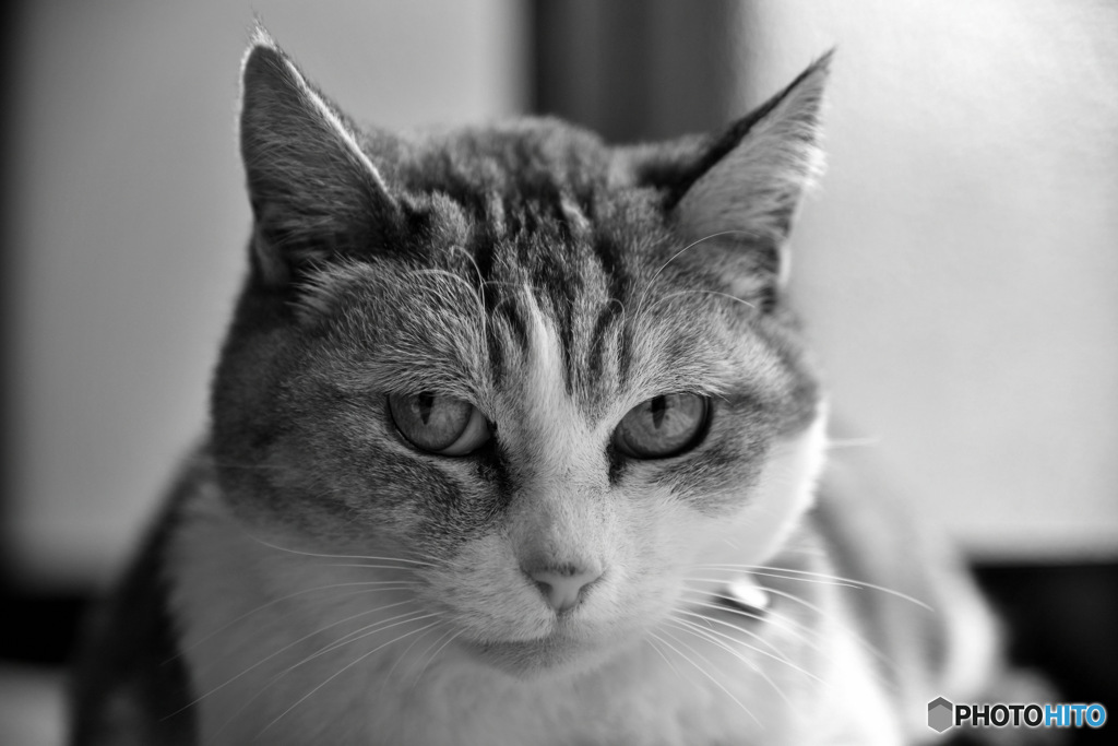   2026年２月２日はニャンニャンの日  