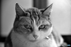   2026年２月２日はニャンニャンの日  