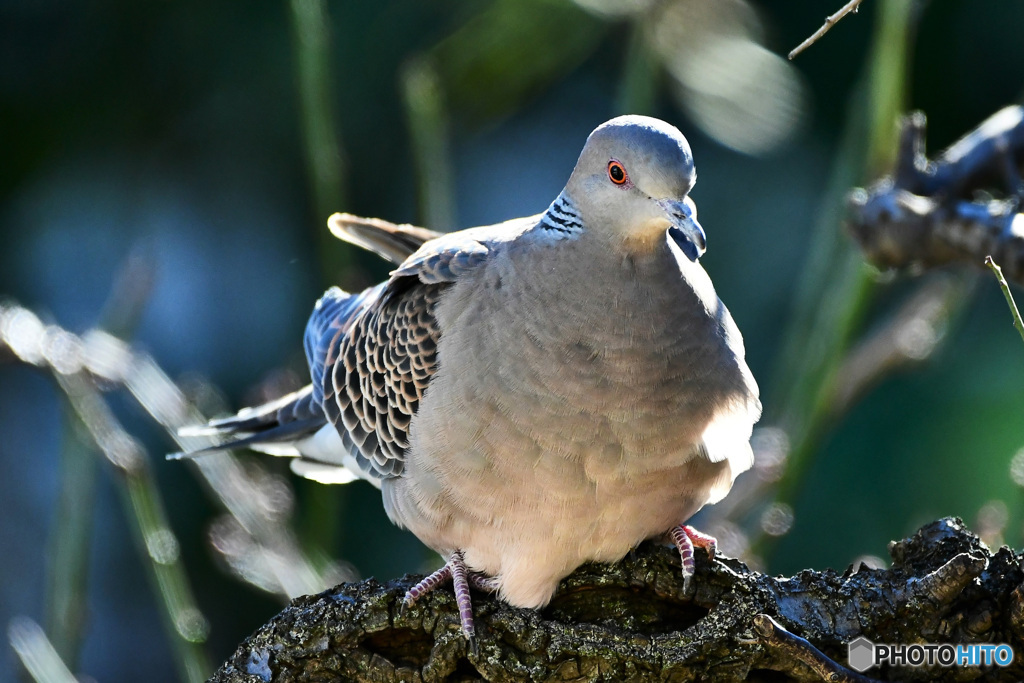 今日は梅の木に鳩さん 22-080
