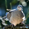 今日は梅の木に鳩さん 22-080