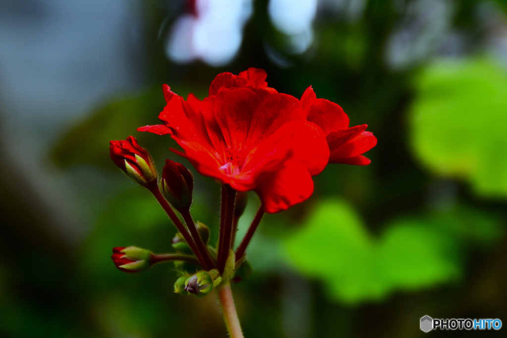 庭に咲いたゼラニウムの花