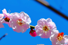 ２月に咲いた薄紅色の梅の花と青空 
