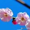 ２月に咲いた薄紅色の梅の花と青空 