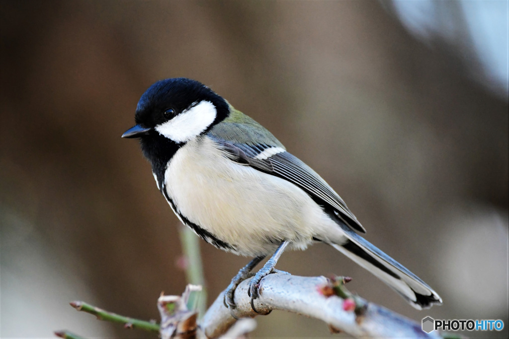 野山の鳥 23-048  四十雀さん
