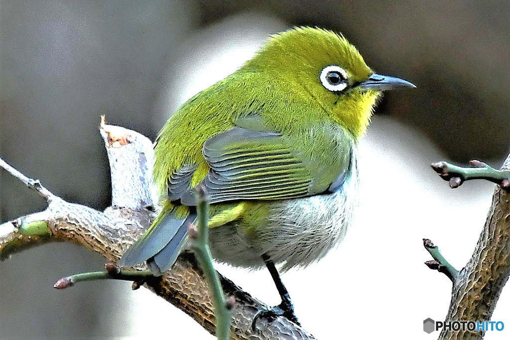 野山の鳥  メジ君
