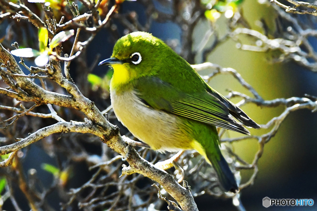 野山の鳥 22-177 メジ君