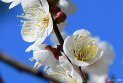 庭に咲いた梅の花 23-043  
