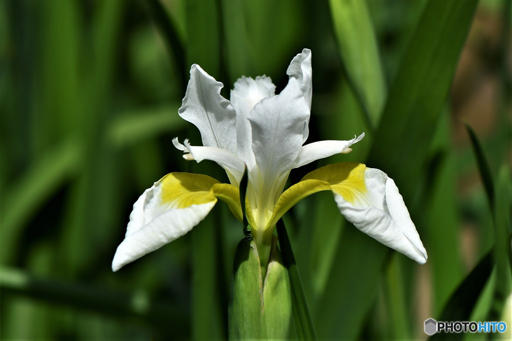 庭に咲いた白アヤメの花 23-154