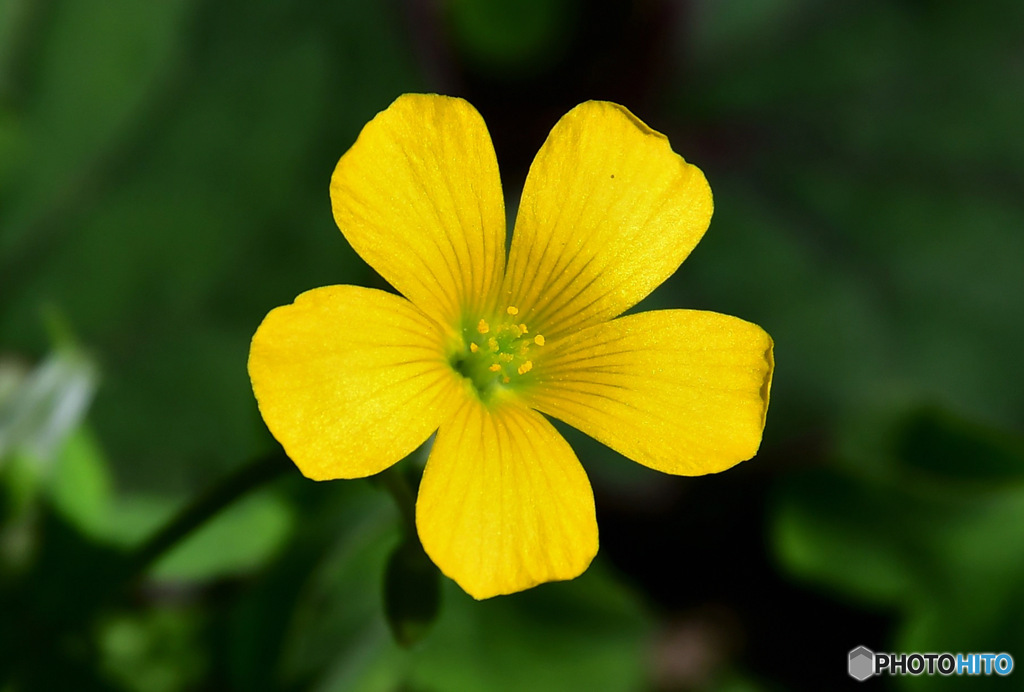 庭に咲いた黄色いカタバミの花