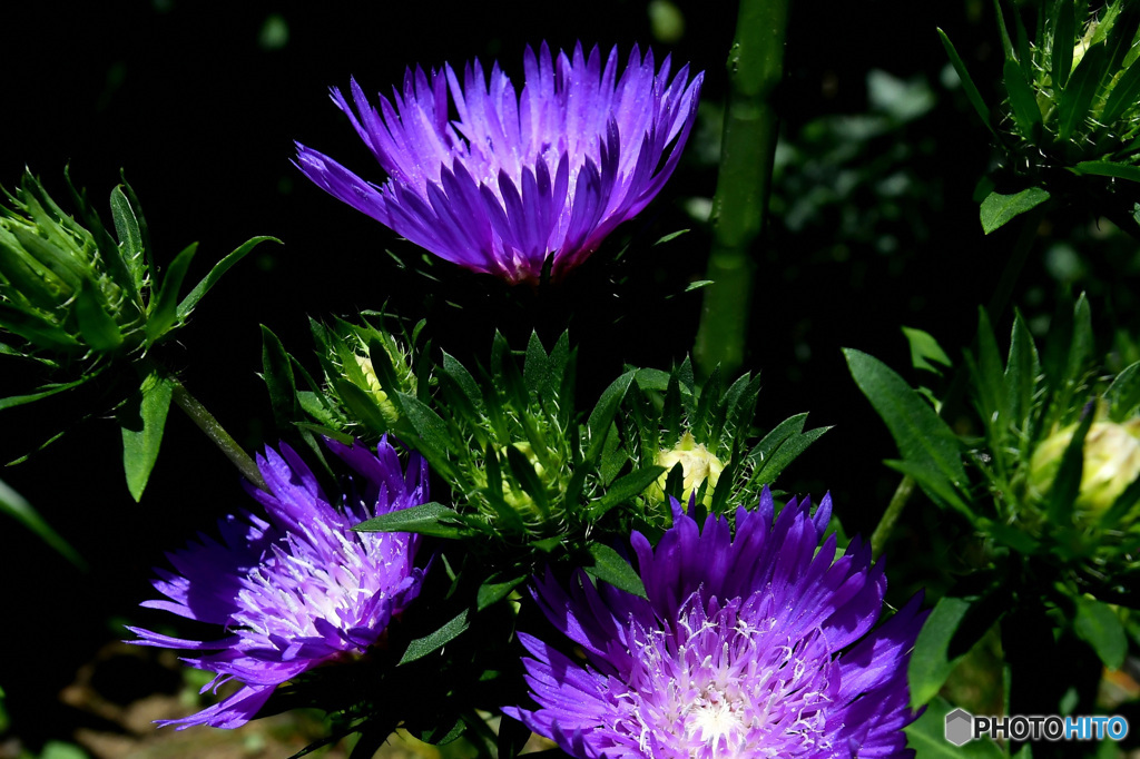 紫色の花々  21-503