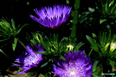 紫色の花々  21-503