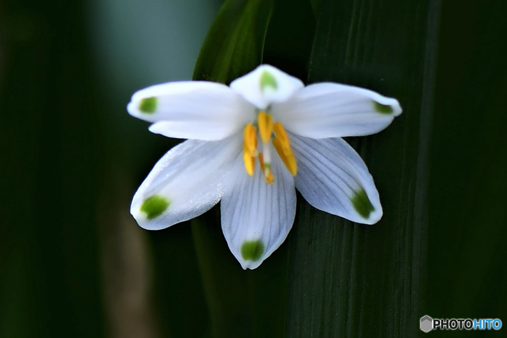 スノーフレークの開花  21-150