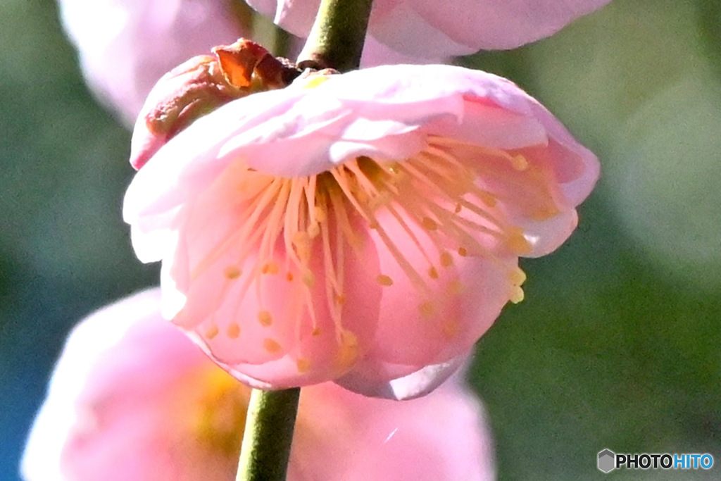 枝垂れ淡い紅梅