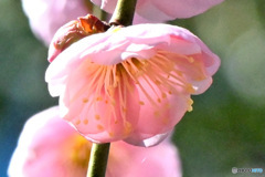 枝垂れ淡い紅梅