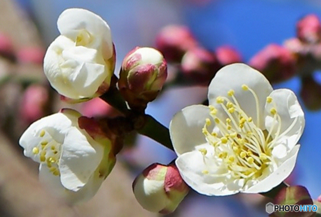 庭に咲いた梅の花 23-044 