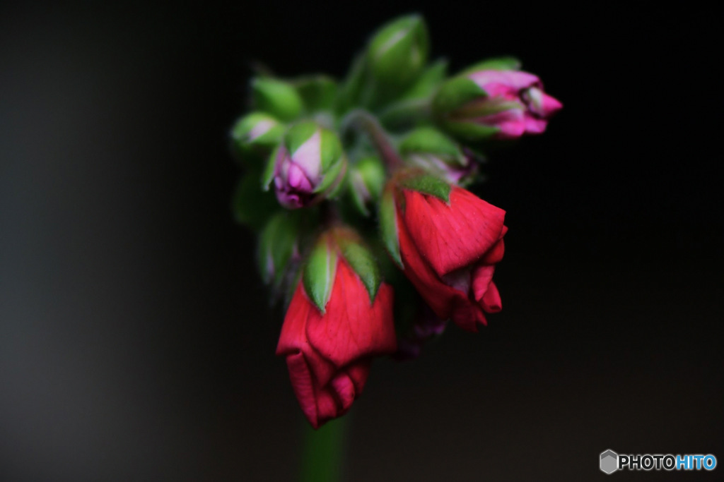 庭に咲いた花の蕾