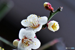 庭に咲いた白梅の花 22-060  