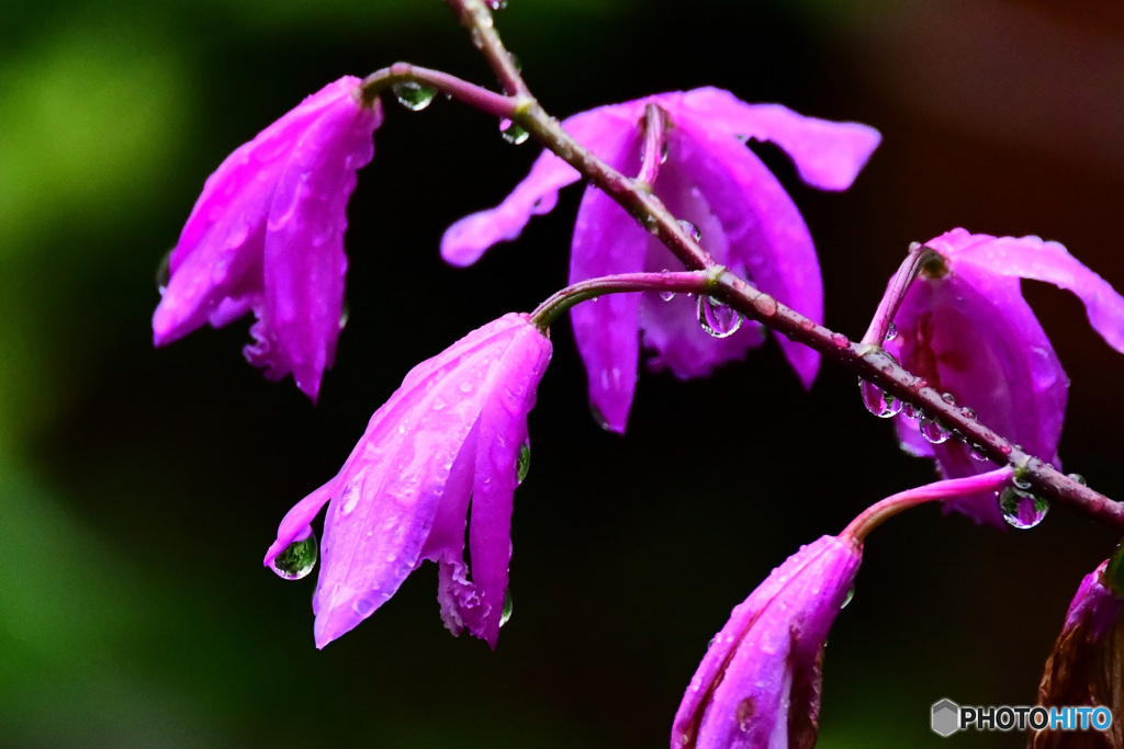 紫蘭の花も雨にうな垂れる  21-321  